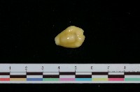 藏品(黃寶螺)的圖片